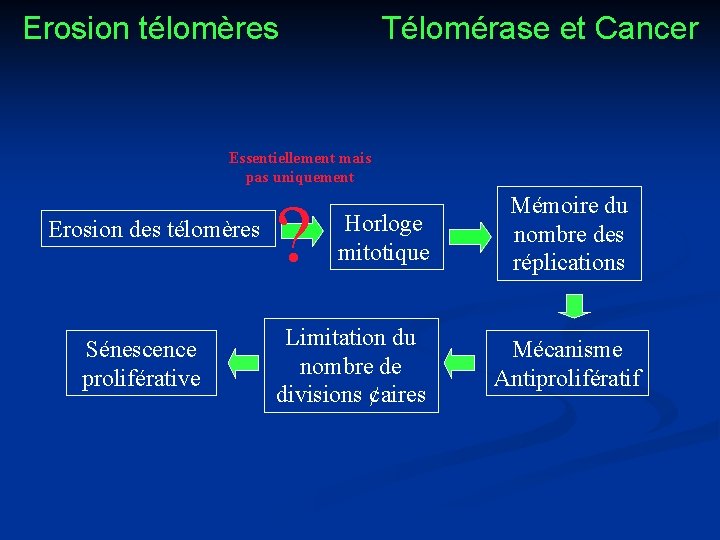 Erosion télomères Télomérase et Cancer Essentiellement mais pas uniquement Erosion des télomères Sénescence proliférative