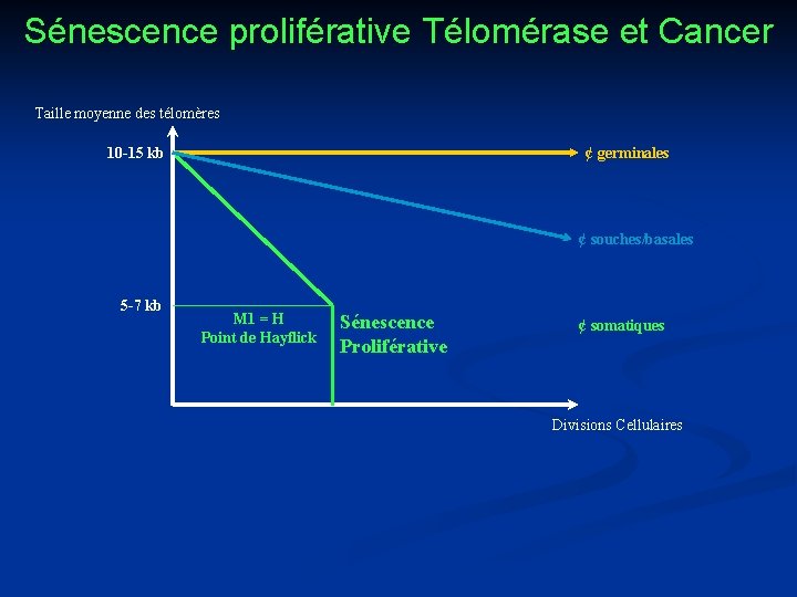 Sénescence proliférative Télomérase et Cancer Taille moyenne des télomères 10 -15 kb ¢ germinales