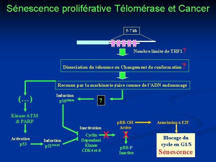 Sénescence proliférative Télomérase et Cancer 5 -7 kb Nombre limité de TRF 1? Dissociation
