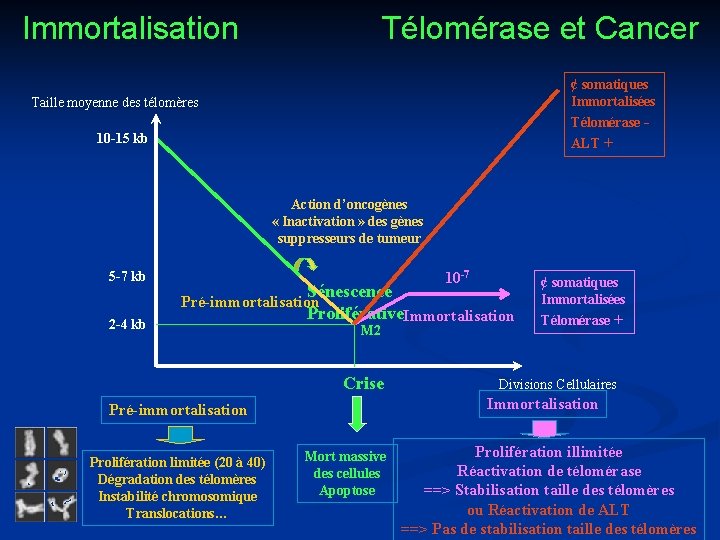 Immortalisation Télomérase et Cancer ¢ somatiques Immortalisées Télomérase - Taille moyenne des télomères 10