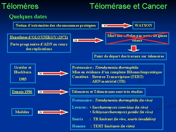 Télomères Télomérase et Cancer Quelques dates Notion d’extrémités des chromosomes protégées WATSON Mort des