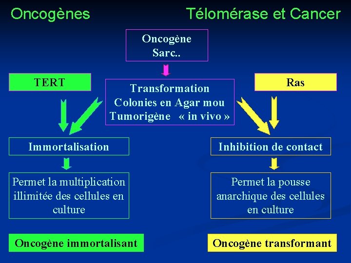 Oncogènes Télomérase et Cancer Oncogène Sarc. . TERT Transformation Colonies en Agar mou Tumorigène