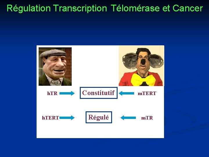Régulation Transcription Télomérase et Cancer h. TR h. TERT Constitutif m. TERT Régulé m.