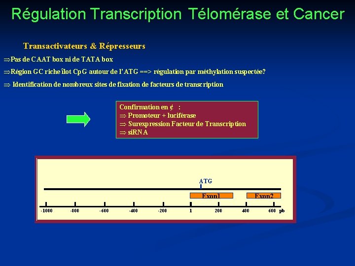 Régulation Transcription Télomérase et Cancer Transactivateurs & Répresseurs ÞPas de CAAT box ni de