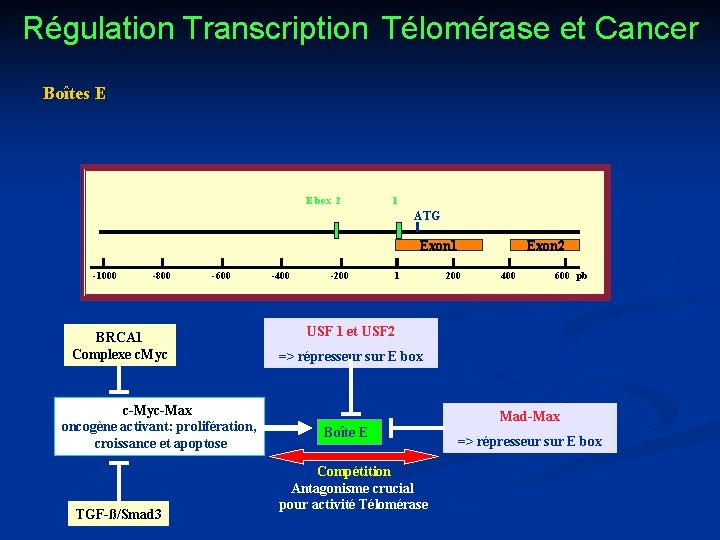 Régulation Transcription Télomérase et Cancer Boîtes E E box 2 1 ATG Exon 1