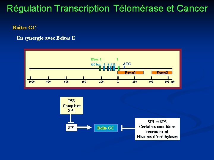 Régulation Transcription Télomérase et Cancer Boîtes GC En synergie avec Boîtes E E box