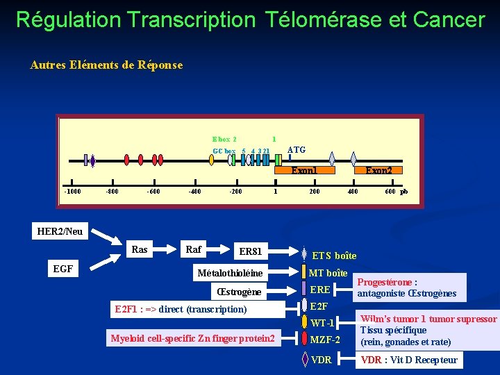 Régulation Transcription Télomérase et Cancer Autres Eléments de Réponse E box 2 GC box