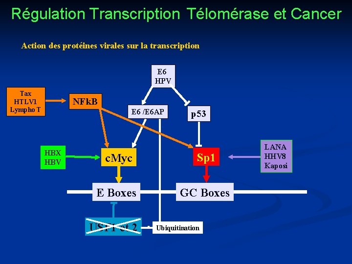 Régulation Transcription Télomérase et Cancer Action des protéines virales sur la transcription E 6