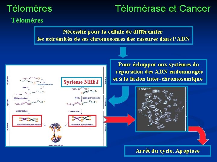 Télomères Télomérase et Cancer Télomères Nécessité pour la cellule de différentier les extrémités de
