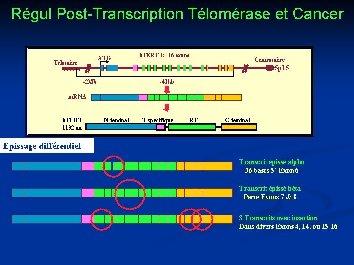 Régul Post-Transcription Télomérase et Cancer ATG Télomère h. TERT +> 16 exons Centromère 5