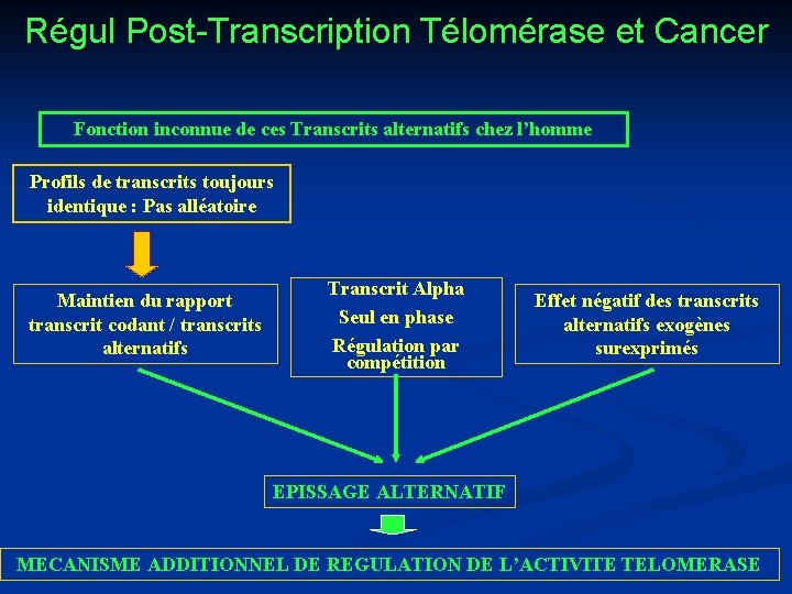 Régul Post-Transcription Télomérase et Cancer Fonction inconnue de ces Transcrits alternatifs chez l’homme Profils
