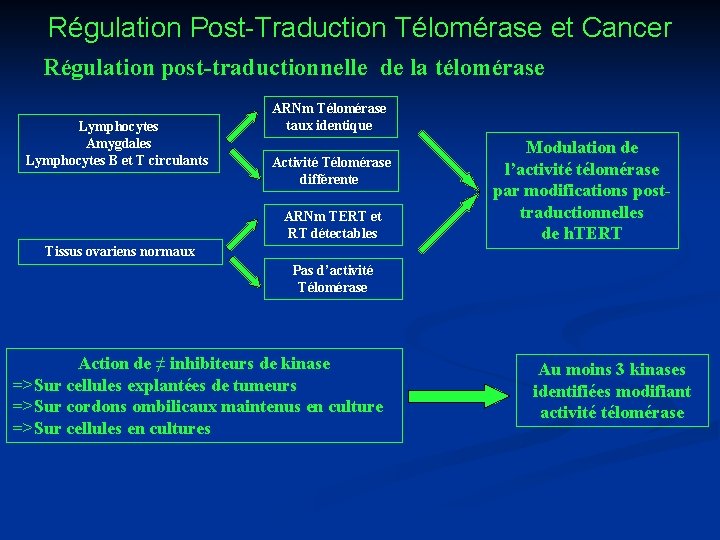 Régulation Post-Traduction Télomérase et Cancer Régulation post-traductionnelle de la télomérase Lymphocytes Amygdales Lymphocytes B