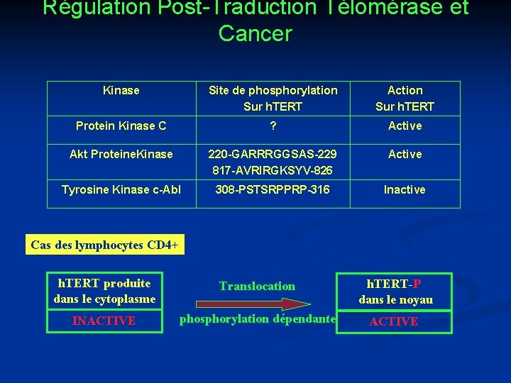Régulation Post-Traduction Télomérase et Cancer Kinase Site de phosphorylation Sur h. TERT Action Sur
