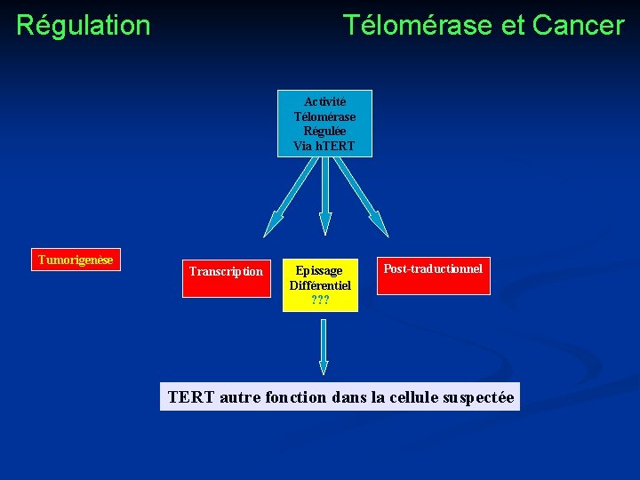 Régulation Télomérase et Cancer Activité Télomérase Régulée Via h. TERT Tumorigenèse Transcription Epissage Différentiel