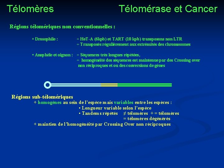 Télomères Télomérase et Cancer Régions télomériques non conventionnelles : • Drosophile : ÷ He.