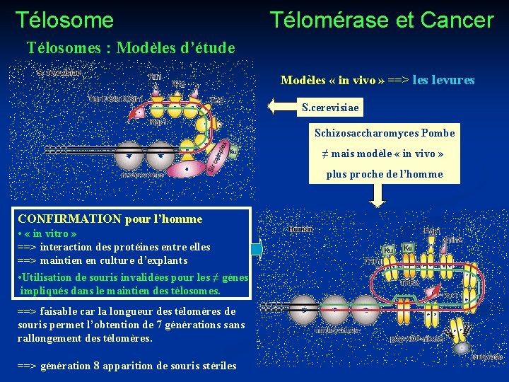 Télosome Télomérase et Cancer Télosomes : Modèles d’étude Modèles « in vivo » ==>