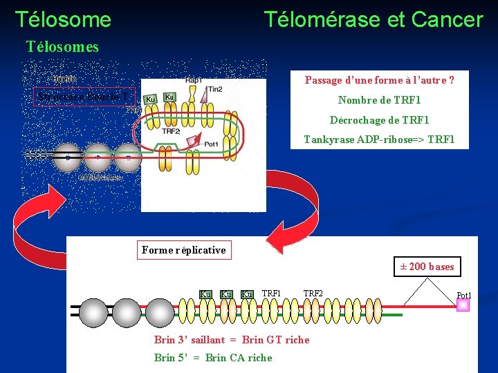 Télosome Télomérase et Cancer Télosomes Passage d’une forme à l’autre ? Structure Boucle-T Nombre