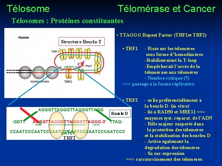 Télosome Télomérase et Cancer Télosomes : Protéines constituantes • TTAGGG Repeat Factor (TRF 1