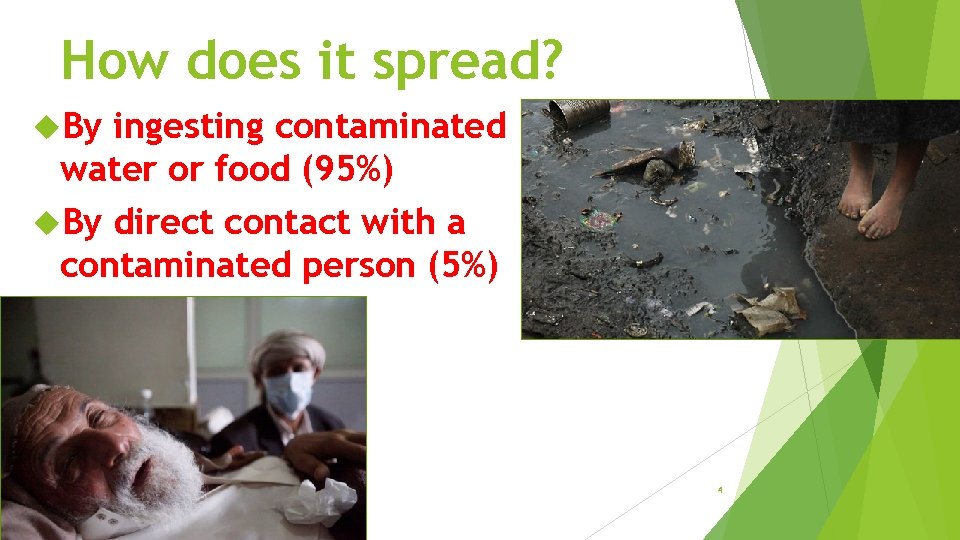 How does it spread? By ingesting contaminated water or food (95%) By direct contact