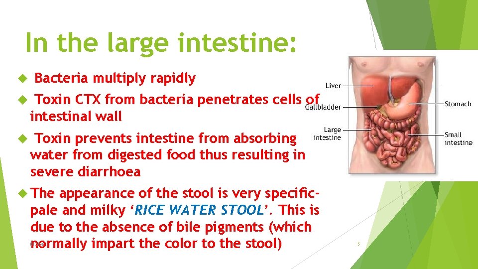 In the large intestine: Bacteria multiply rapidly Toxin CTX from bacteria penetrates cells of