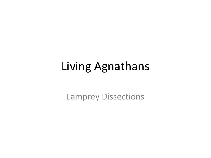 Living Agnathans Lamprey Dissections 
