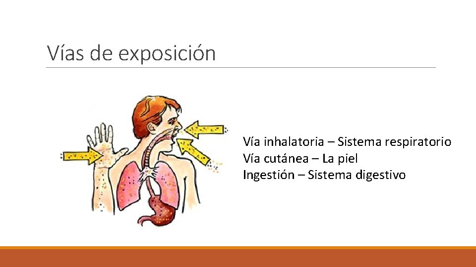 Vías de exposición Vía inhalatoria – Sistema respiratorio Vía cutánea – La piel Ingestión