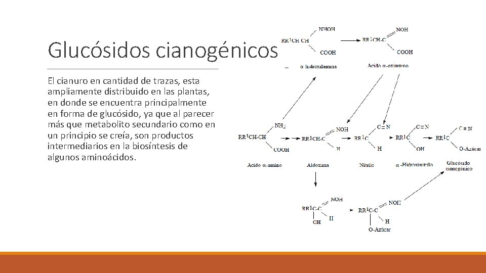 Glucósidos cianogénicos El cianuro en cantidad de trazas, esta ampliamente distribuido en las plantas,