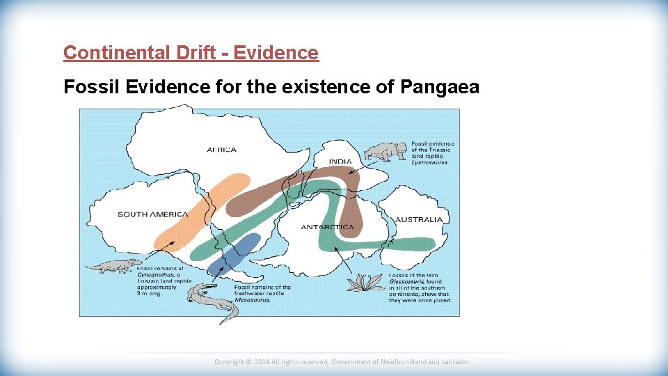 Continental Drift - Evidence Fossil Evidence for the existence of Pangaea Copyright © 2014