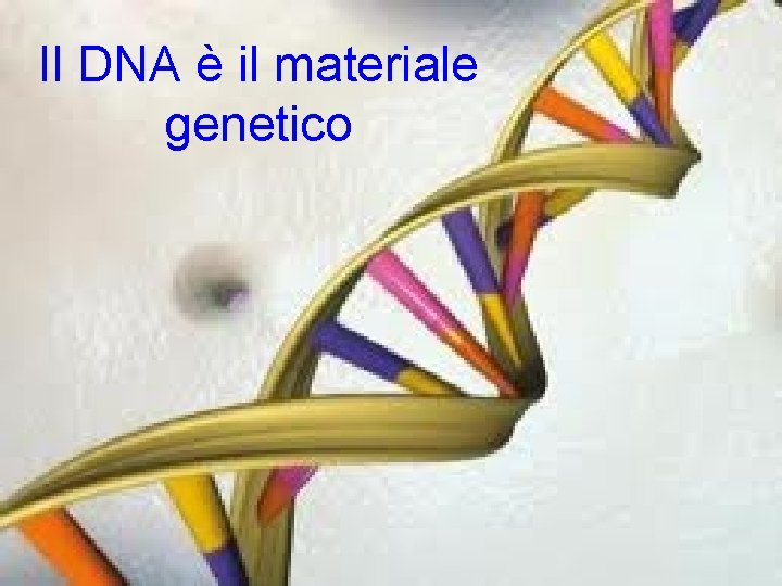 Il DNA è il materiale genetico 