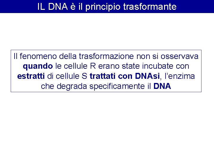 IL DNA è il principio trasformante Il fenomeno della trasformazione non si osservava quando