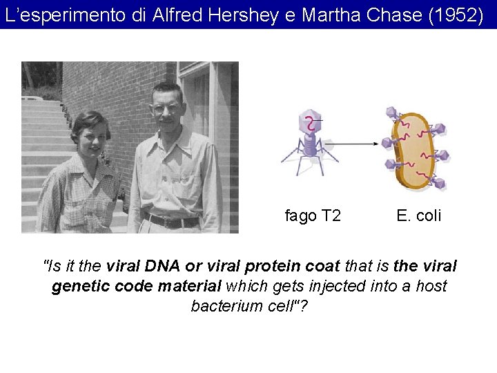 L’esperimento di Alfred Hershey e Martha Chase (1952) fago T 2 E. coli "Is