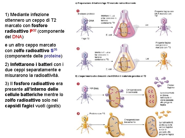 1) Mediante infezione ottennero un ceppo di T 2 marcato con fosforo radioattivo P