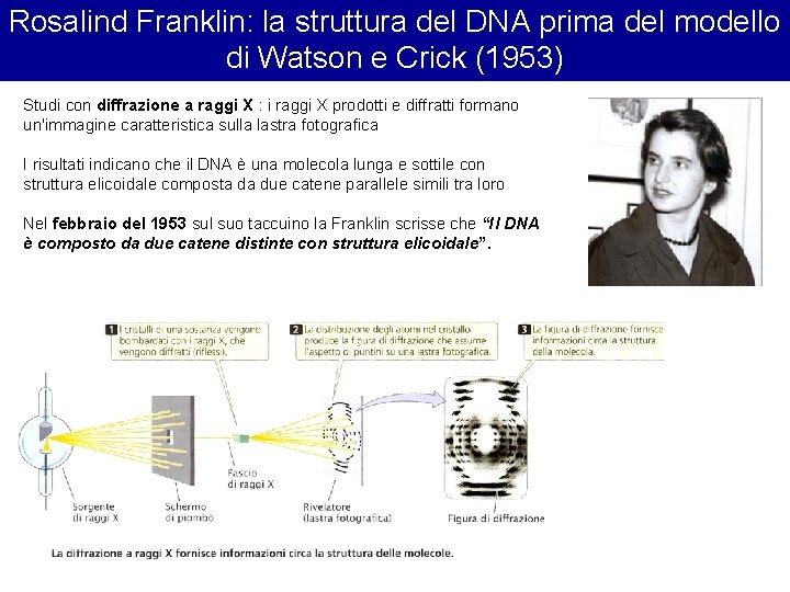 Rosalind Franklin: la struttura del DNA prima del modello di Watson e Crick (1953)