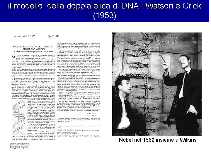 il modello della doppia elica di DNA : Watson e Crick (1953) Nobel nel