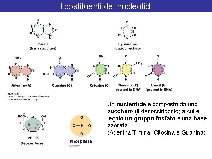 I costituenti dei nucleotidi Un nucleotide è composto da uno zucchero (il desossiribosio) a
