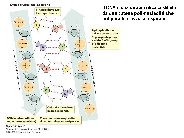 Il DNA è una doppia elica costituita da due catene poli-nucleotidiche antiparallele avvolte a