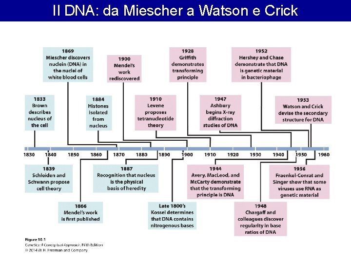 Il DNA: da Miescher a Watson e Crick 