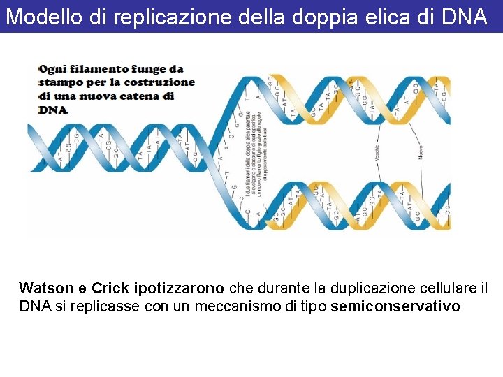 Modello di replicazione della doppia elica di DNA Watson e Crick ipotizzarono che durante