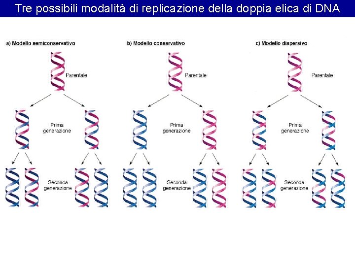 Tre possibili modalità di replicazione della doppia elica di DNA 