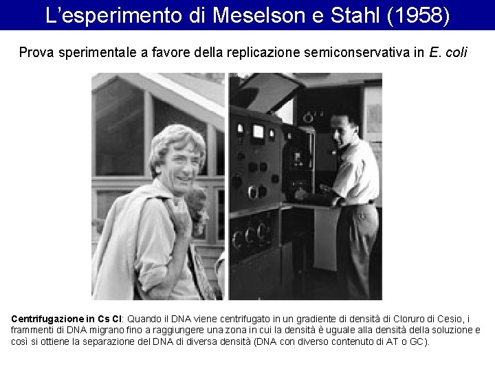 L’esperimento di Meselson e Stahl (1958) Prova sperimentale a favore della replicazione semiconservativa in