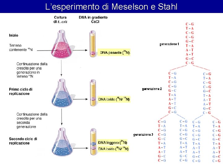 L’esperimento di Meselson e Stahl 