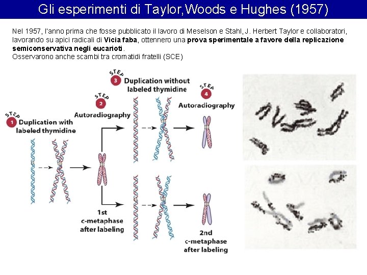 Gli esperimenti di Taylor, Woods e Hughes (1957) Nel 1957, l’anno prima che fosse