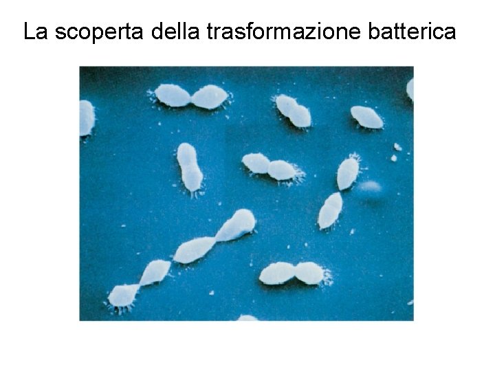 La scoperta della trasformazione batterica 