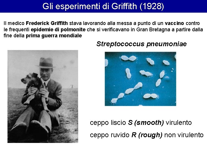 Gli esperimenti di Griffith (1928) Il medico Frederick Griffith stava lavorando alla messa a