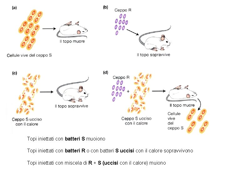 Topi iniettati con batteri S muoiono Topi iniettati con batteri R o con batteri