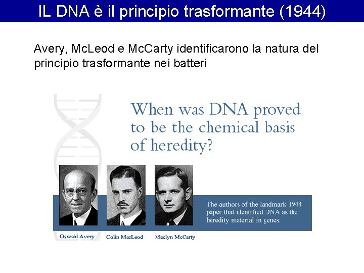 IL DNA è il principio trasformante (1944) Avery, Mc. Leod e Mc. Carty identificarono