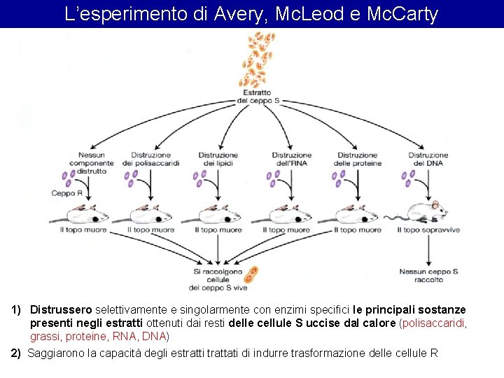 L’esperimento di Avery, Mc. Leod e Mc. Carty 1) Distrussero selettivamente e singolarmente con