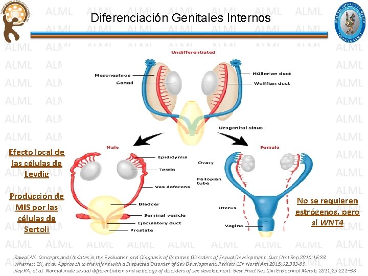 Diferenciación Genitales Internos Efecto local de las células de Leydig Producción de MIS por