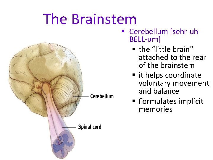 The Brainstem § Cerebellum [sehr-uh. BELL-um] § the “little brain” attached to the rear