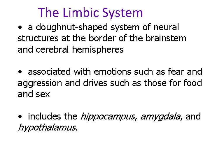 The Limbic System • a doughnut-shaped system of neural structures at the border of
